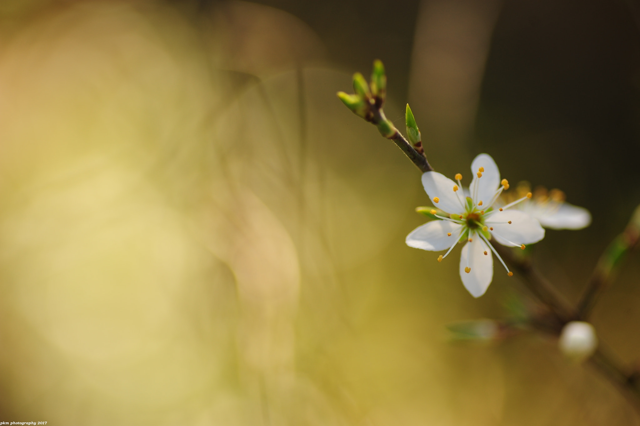 Nikon D700 sample photo. Flowering sloe photography