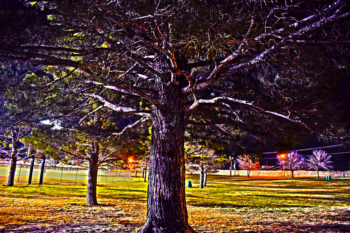 Nikon D5600 sample photo. Trees in a park photography
