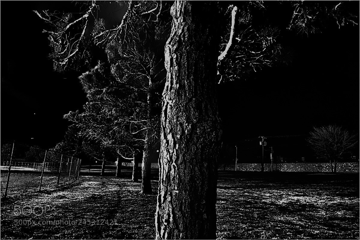 Nikon D5600 sample photo. Trees in a park photography