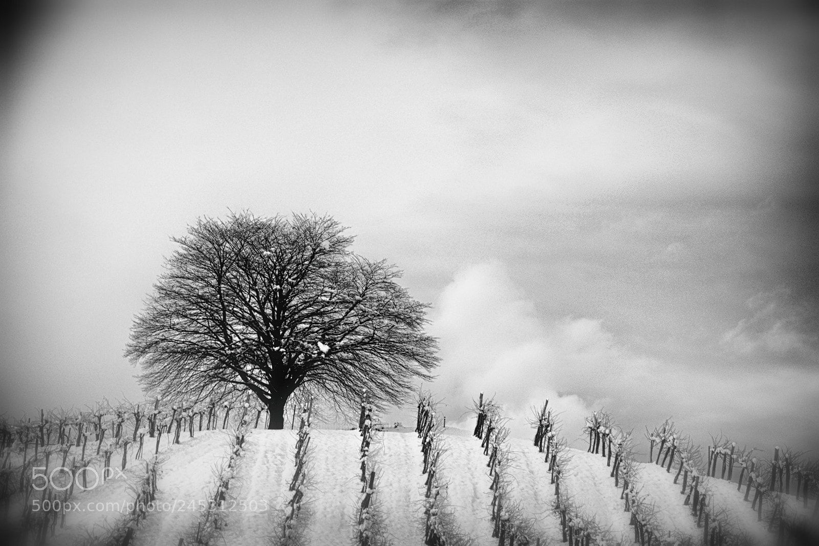 Nikon D7100 sample photo. Wintertree photography