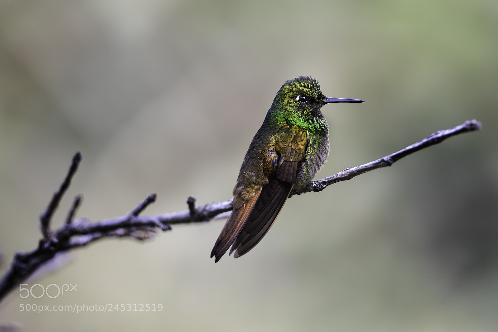 Canon EOS 7D Mark II sample photo. Brazilian ruby photography