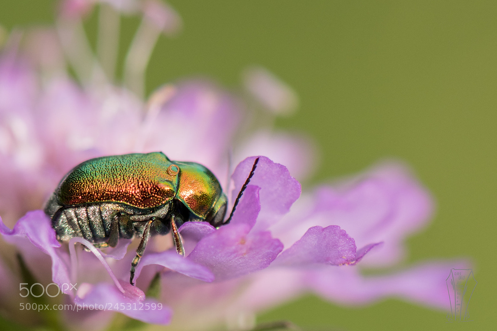 Nikon D500 sample photo. Bug in sunshine photography