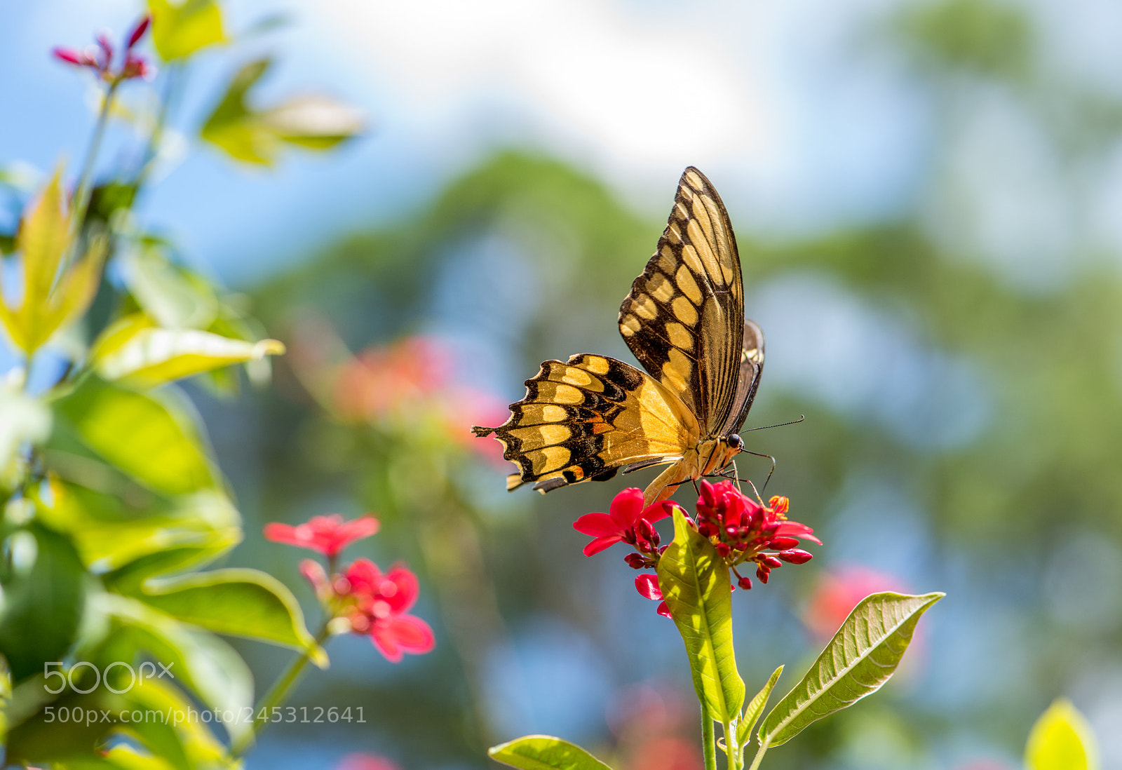 Nikon D810 sample photo. Butterfly feeding photography