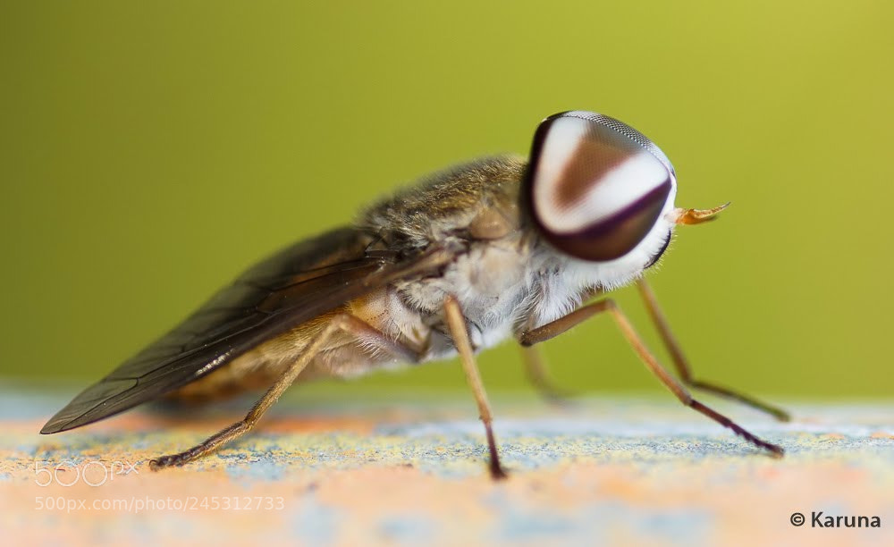 Sony a99 II sample photo. Horsefly photography