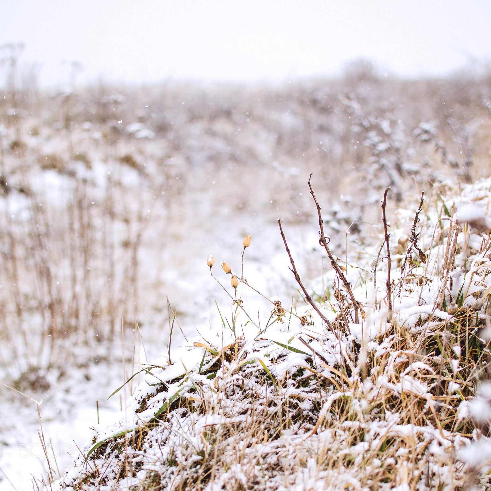 Nikon D5100 sample photo. Magical snow. photography