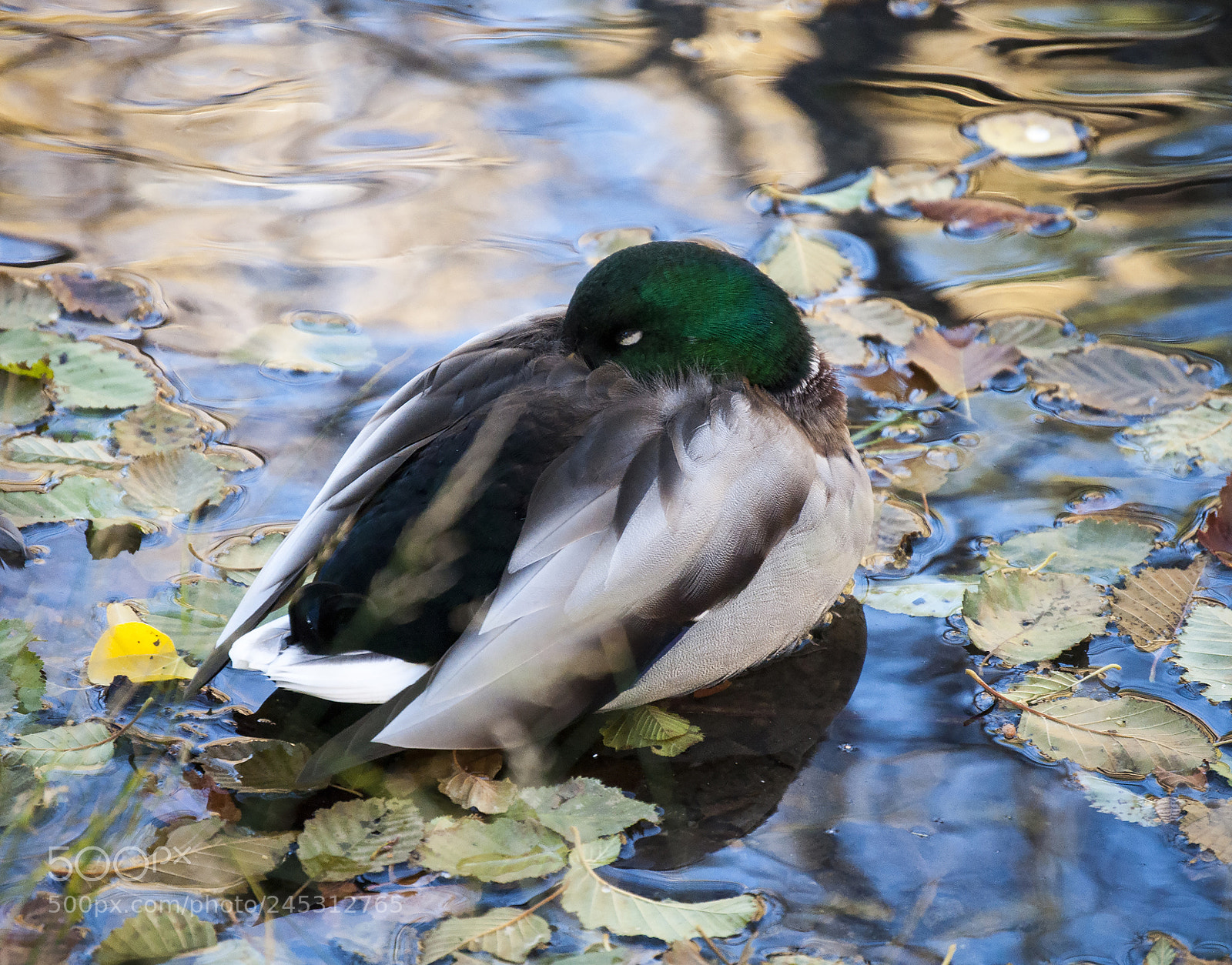 Nikon D5000 sample photo. Mallard and leaves photography