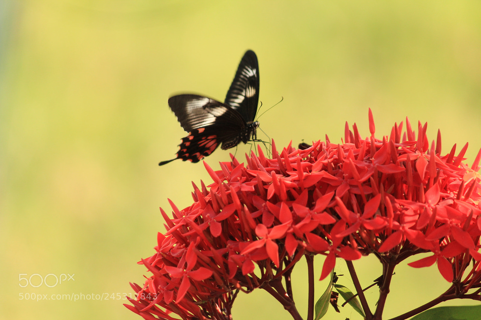 Canon EF-S 55-250mm F4-5.6 IS II sample photo. Untitled photography