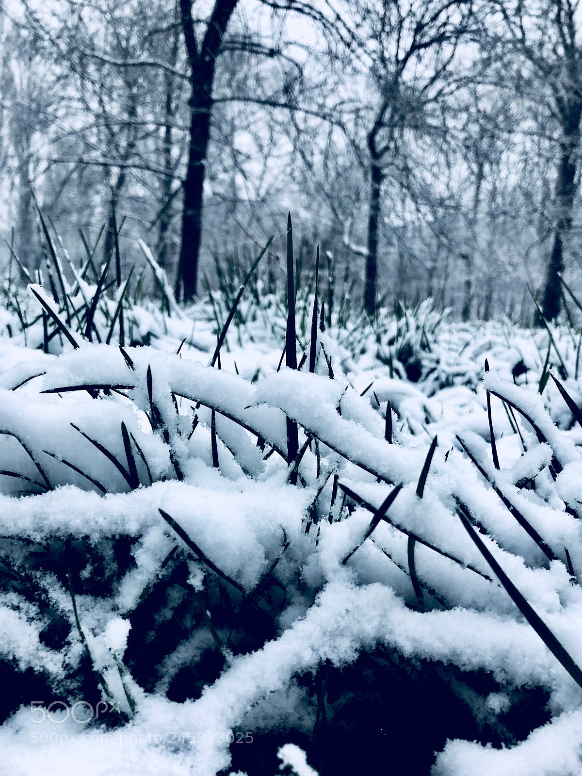 Apple iPhone X sample photo. Frozen grass photography
