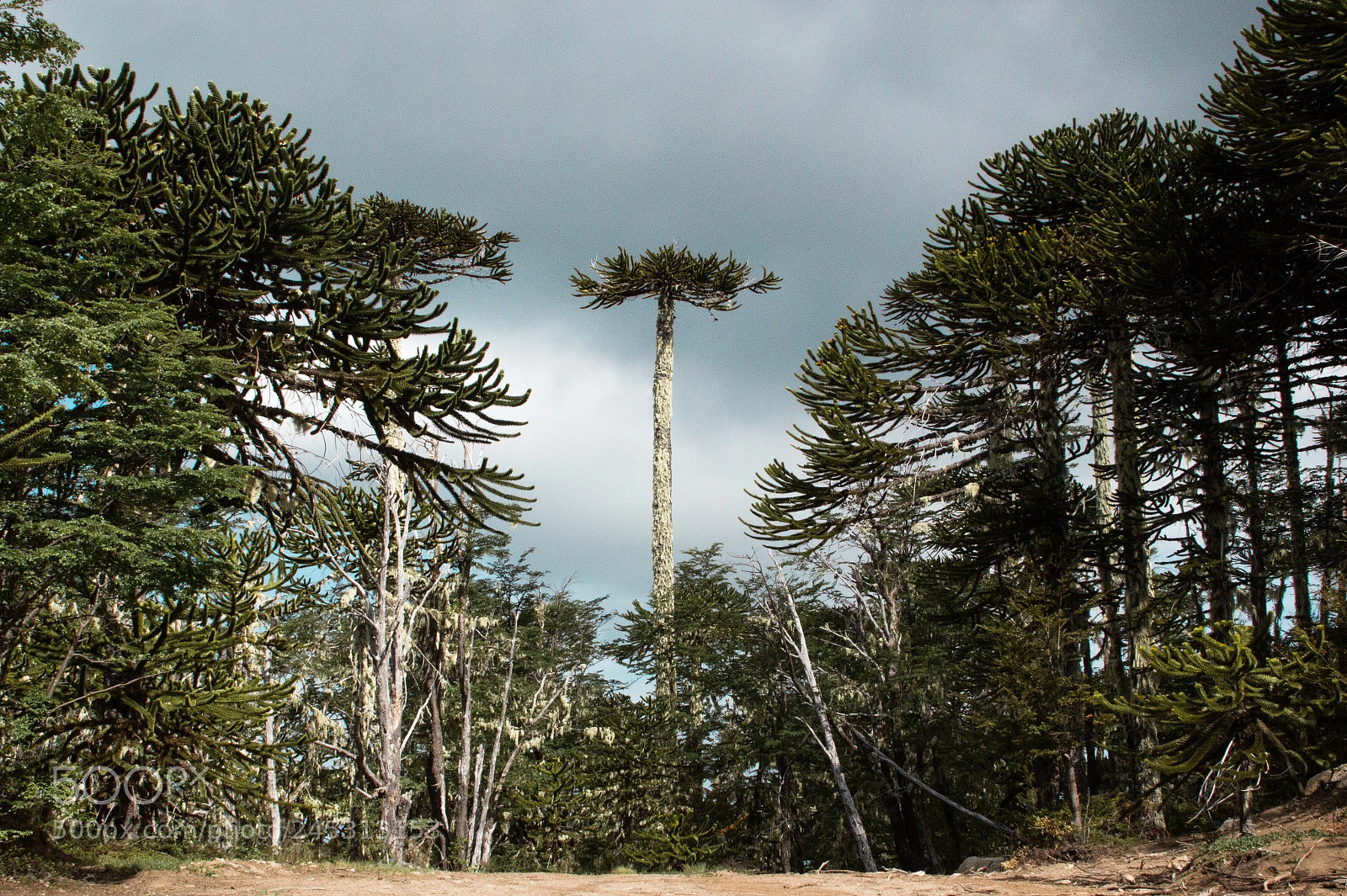 Canon EOS 700D (EOS Rebel T5i / EOS Kiss X7i) sample photo. Parque nacional nahuelbuta photography