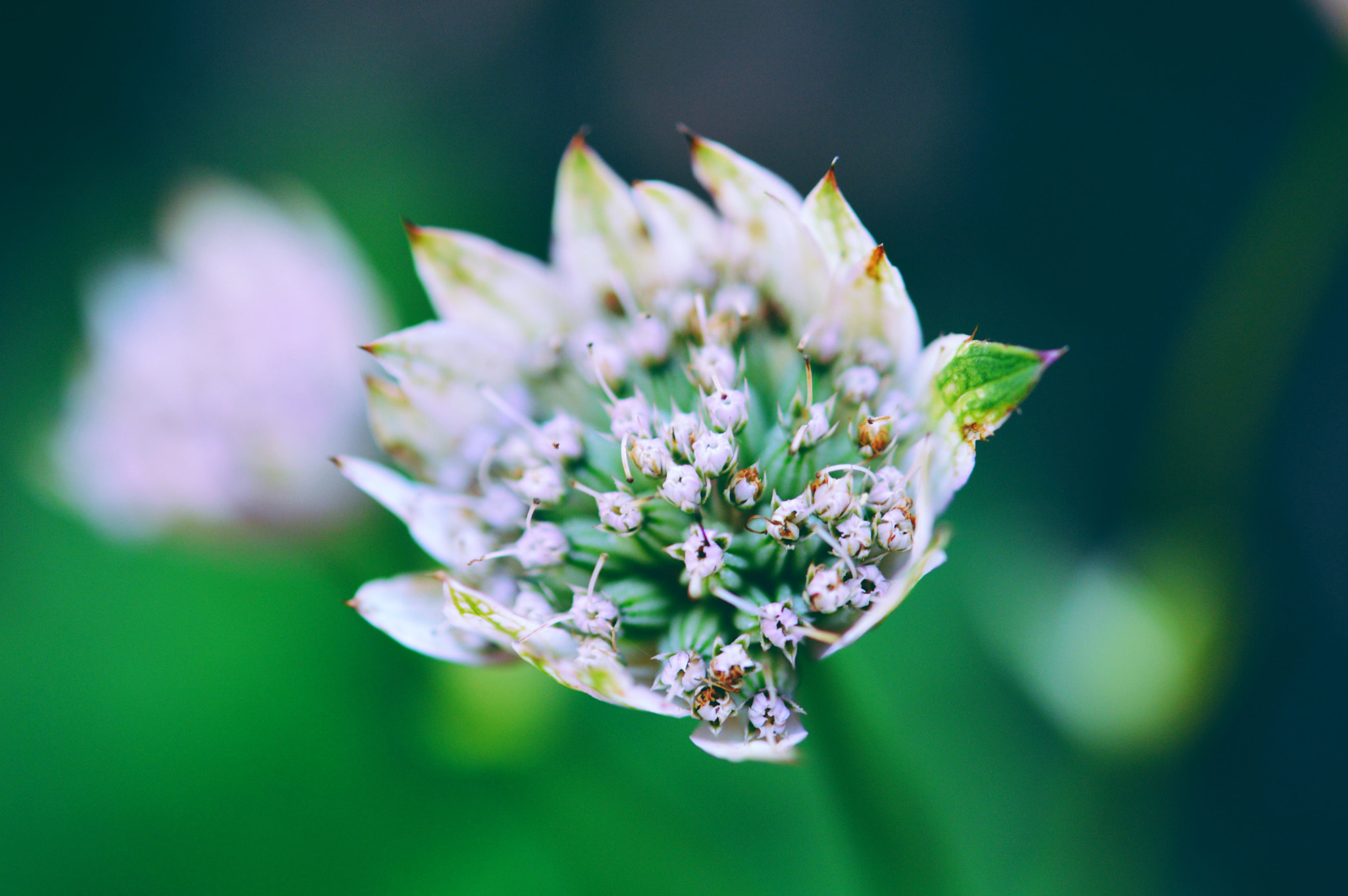 Nikon D3200 + Nikon AF-S Micro-Nikkor 60mm F2.8G ED sample photo. Cherry pink photography