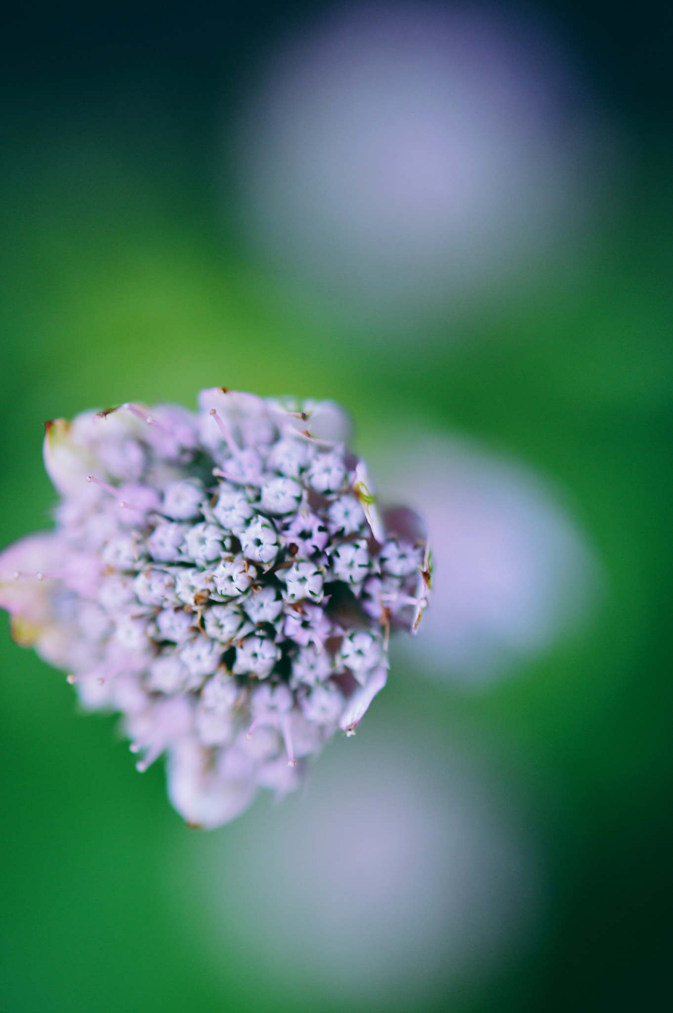 Nikon AF-S Micro-Nikkor 60mm F2.8G ED sample photo. Small pinky photography
