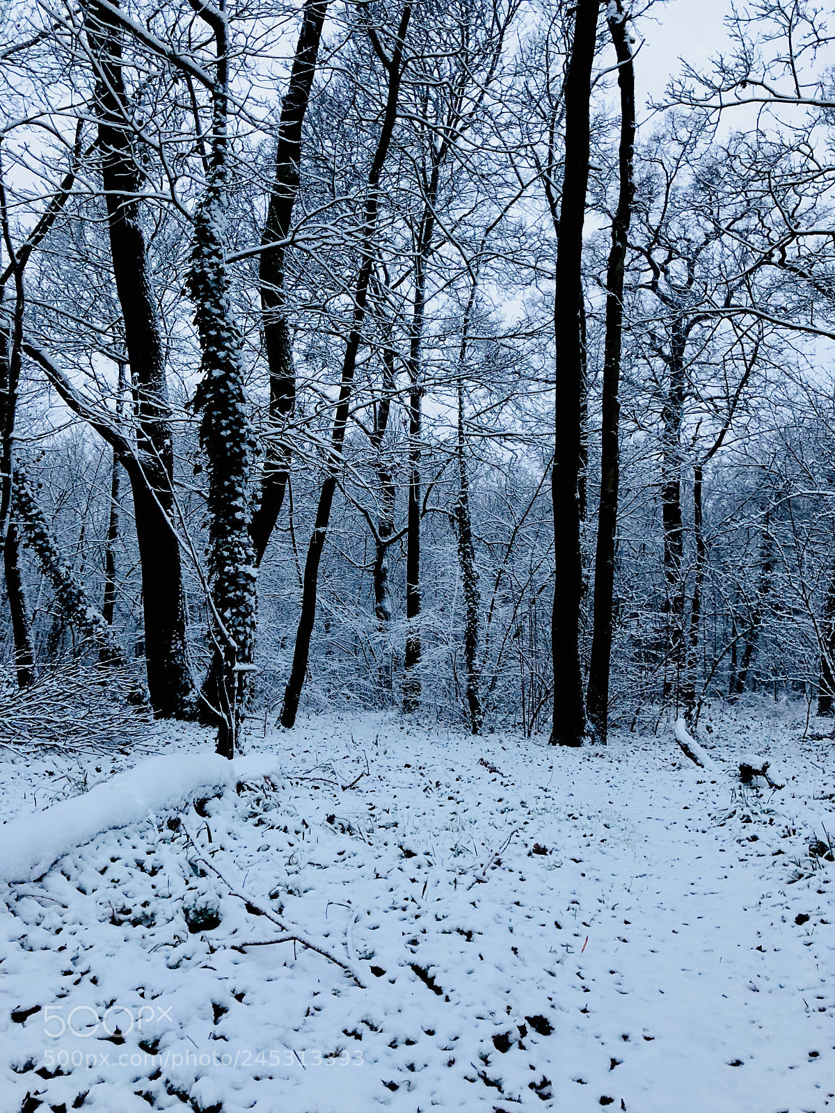 Apple iPhone X sample photo. The white forest (3) photography