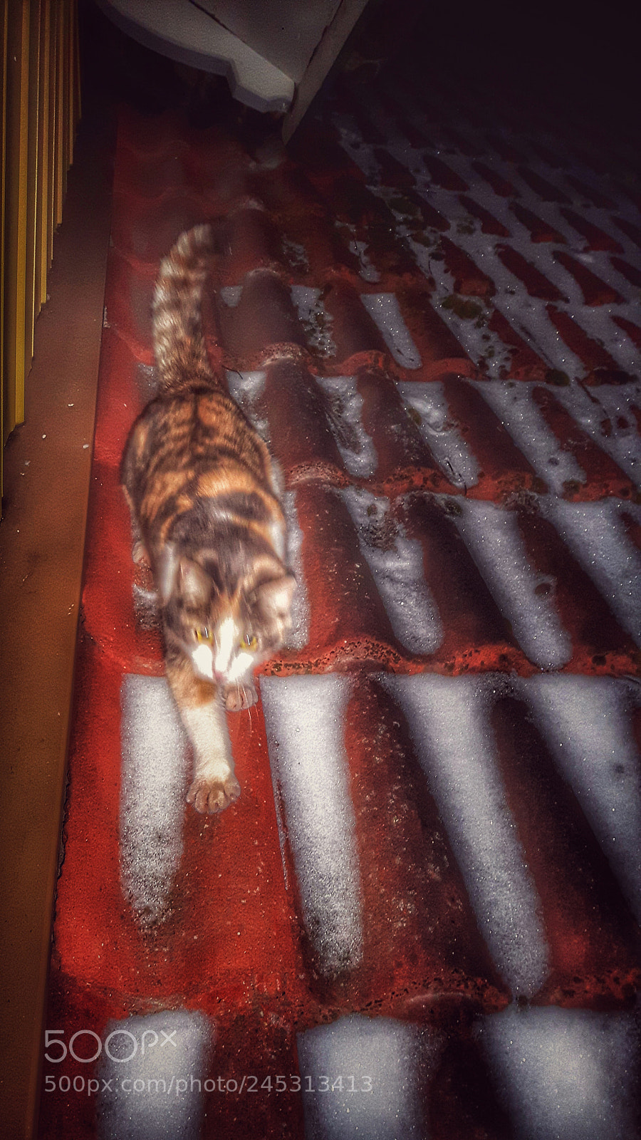 Samsung Galaxy S5 Neo sample photo. Cat on a cold photography