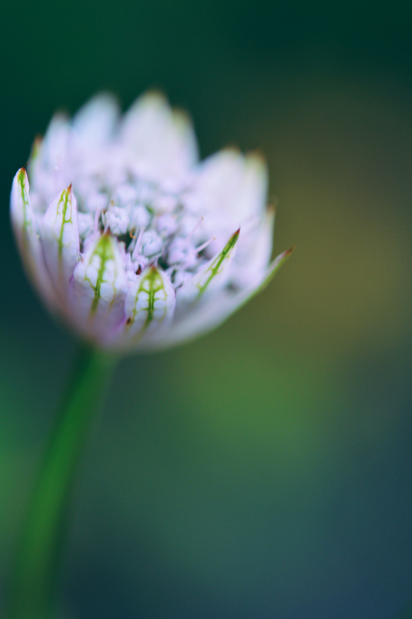 Nikon AF-S Micro-Nikkor 60mm F2.8G ED sample photo. Still pink photography
