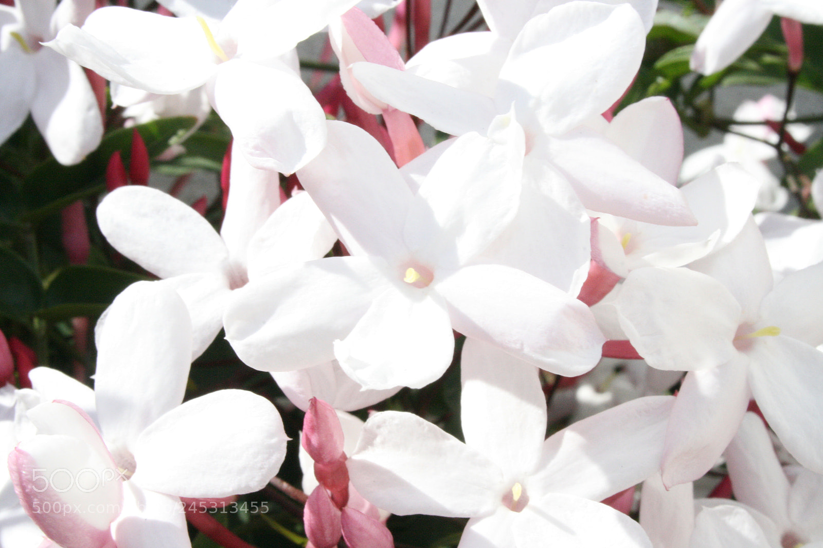 Canon EF-S 18-55mm F3.5-5.6 II sample photo. Jasmine photography