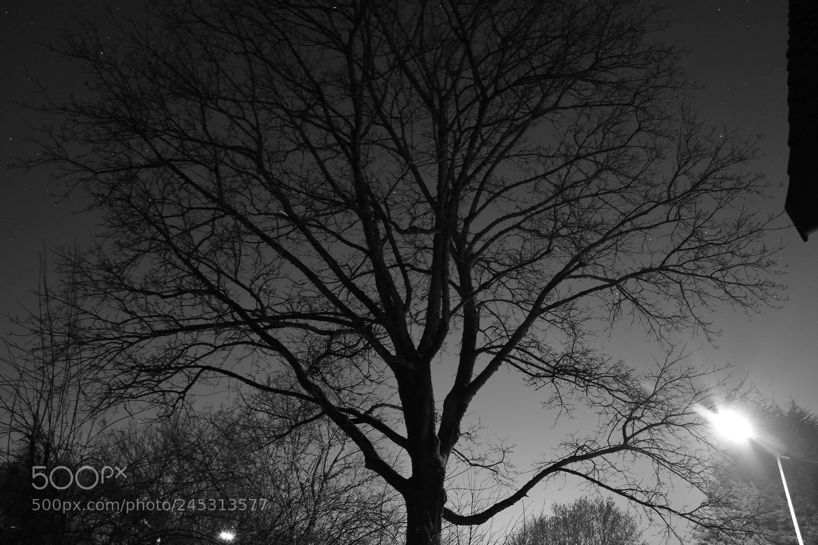 Nikon D5200 sample photo. Tree long exposure photography