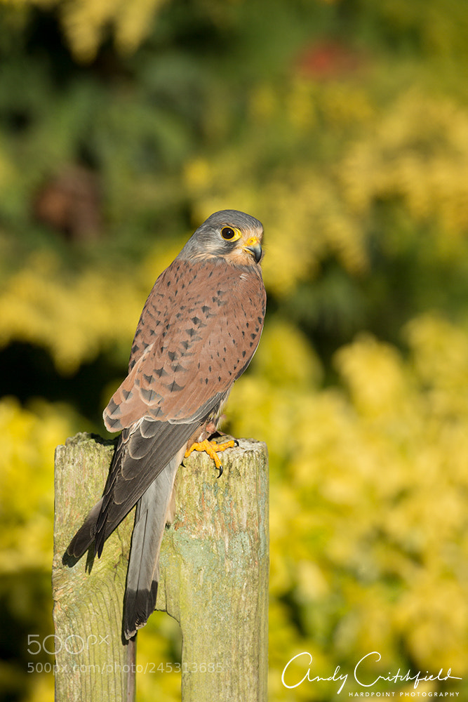 Canon EOS-1D X sample photo. Kestrel photography