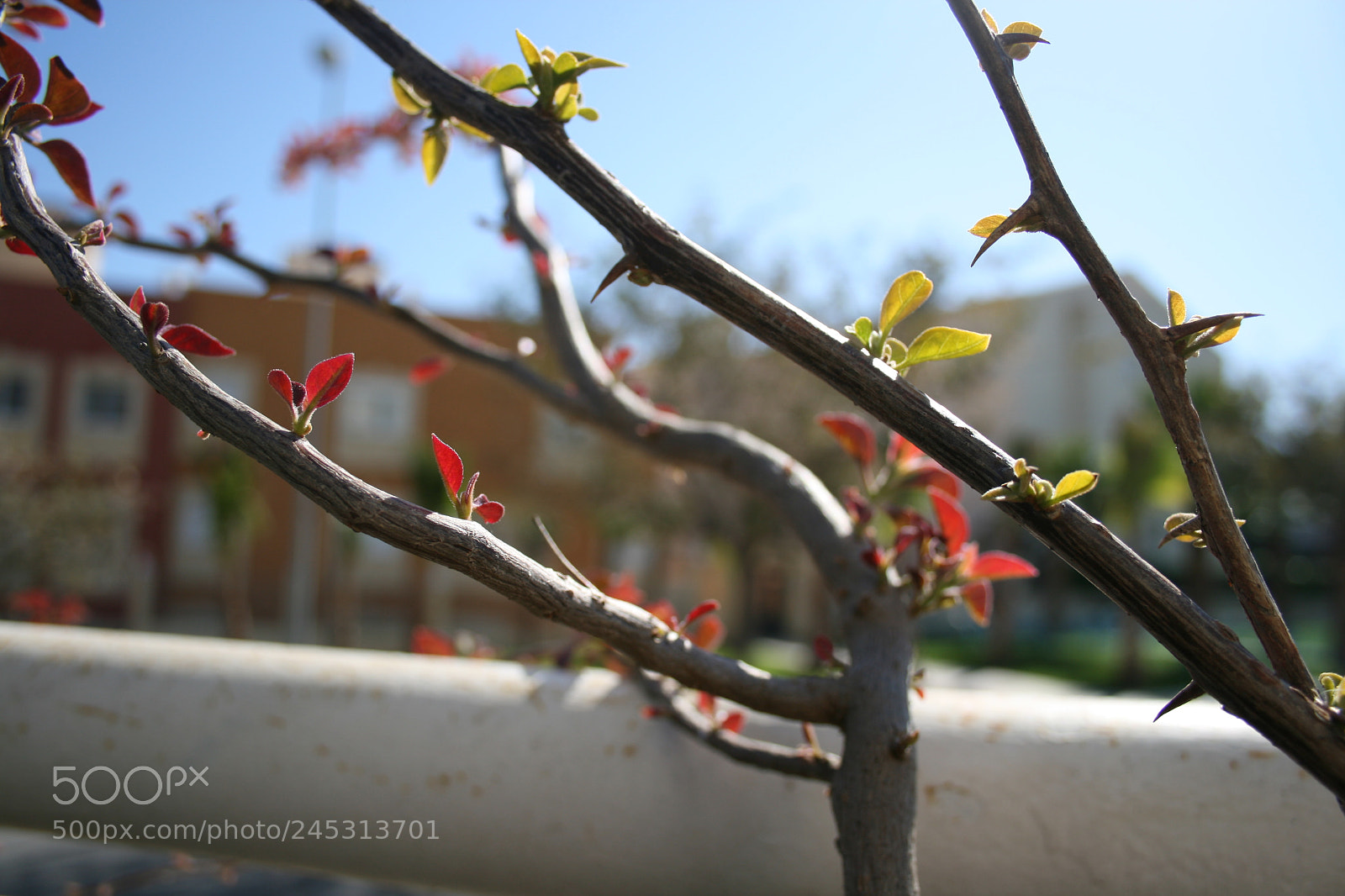 Canon EF-S 18-55mm F3.5-5.6 II sample photo. Spring photography