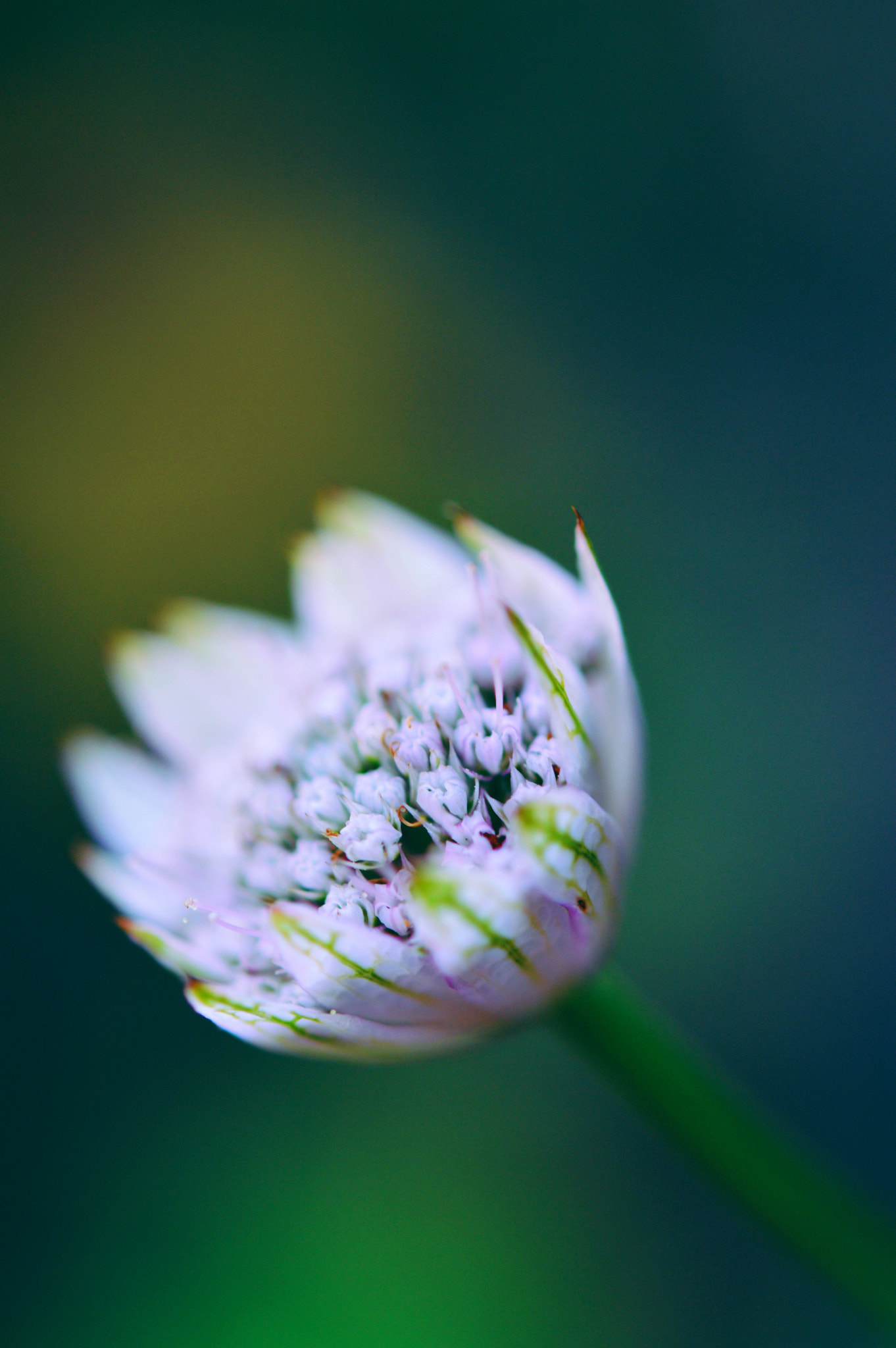 Nikon D3200 + Nikon AF-S Micro-Nikkor 60mm F2.8G ED sample photo. Green and pink photography