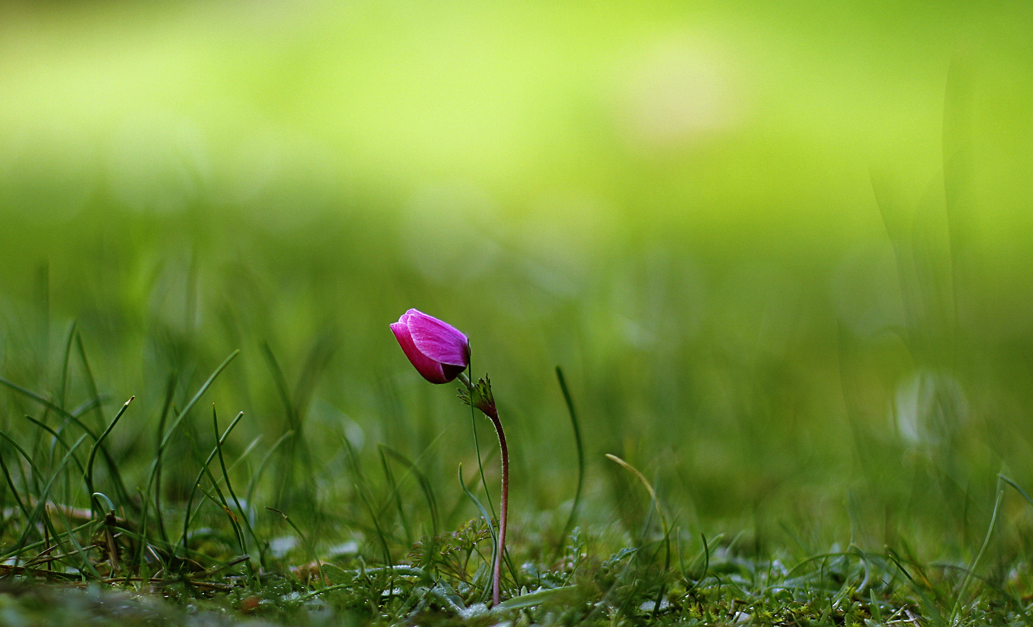Canon EOS 60D + Canon EF 50mm F1.4 USM sample photo. Tiny... photography