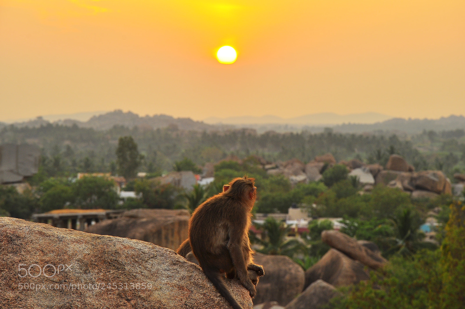 Nikon D90 sample photo. Monkey's enjoying sunset () photography