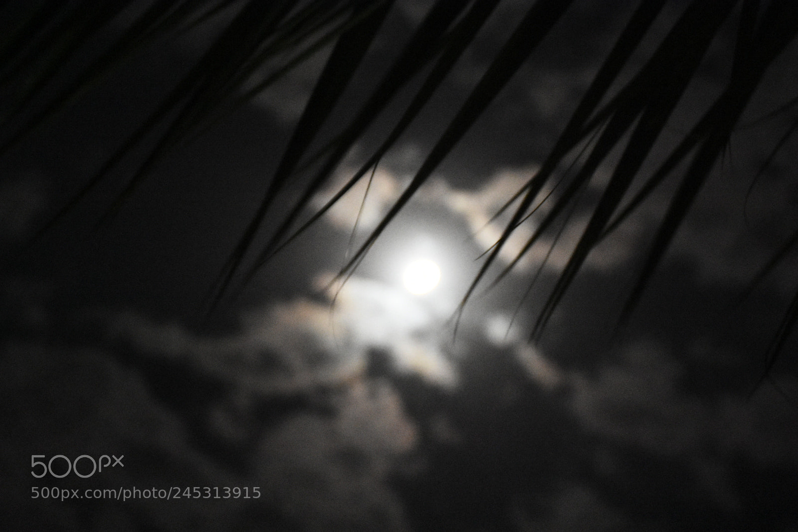 Nikon D7200 sample photo. Untitled photography