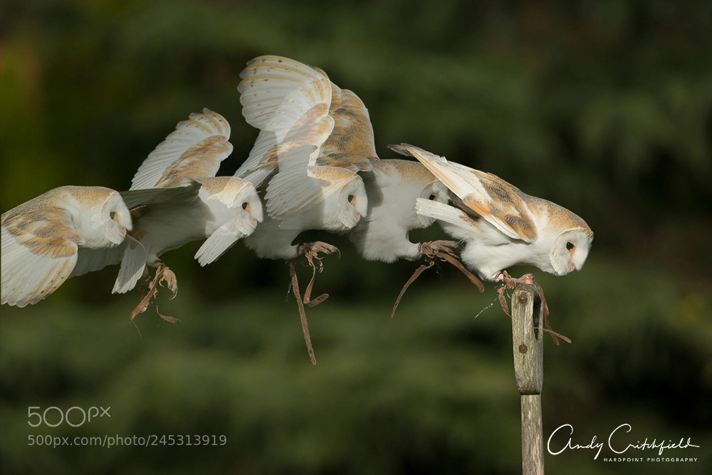 Canon EOS-1D X sample photo. Barn owl landing photography