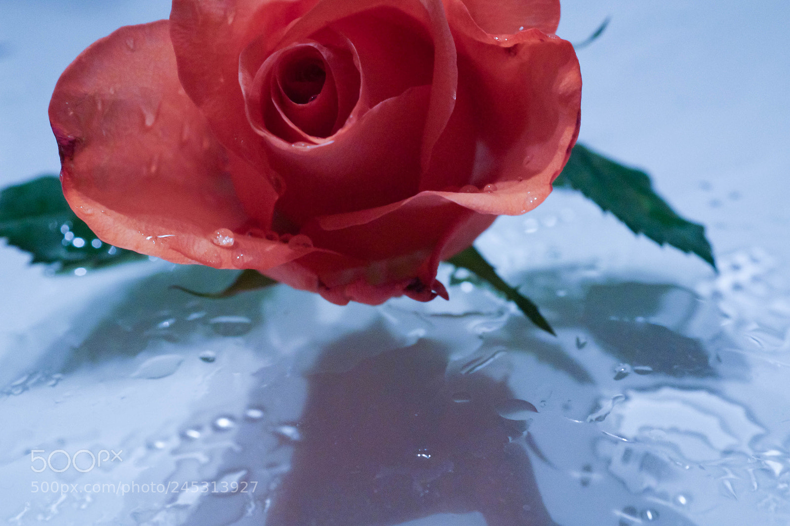 Sony SLT-A58 sample photo. Rose on glass photography