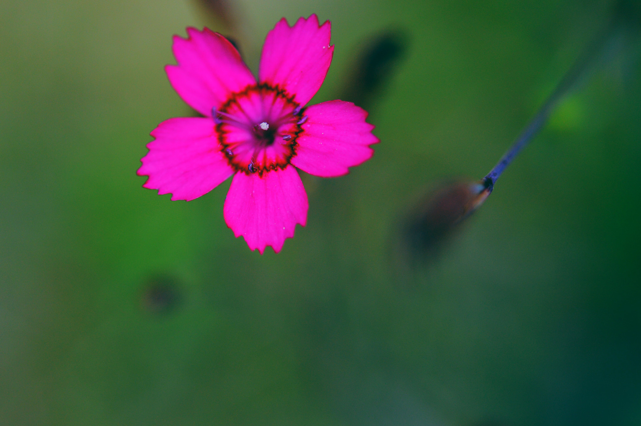 Nikon D3200 + Nikon AF-S Micro-Nikkor 60mm F2.8G ED sample photo. Red flower photography