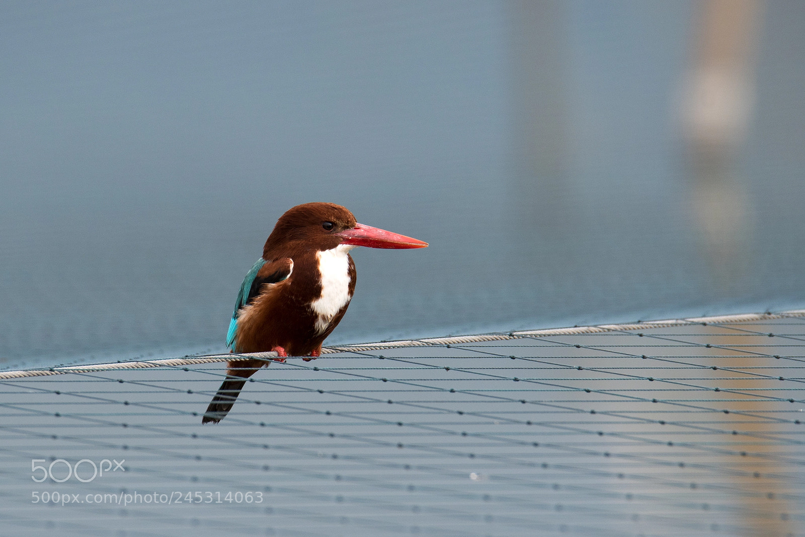 Nikon D500 sample photo. Bird on a wire photography
