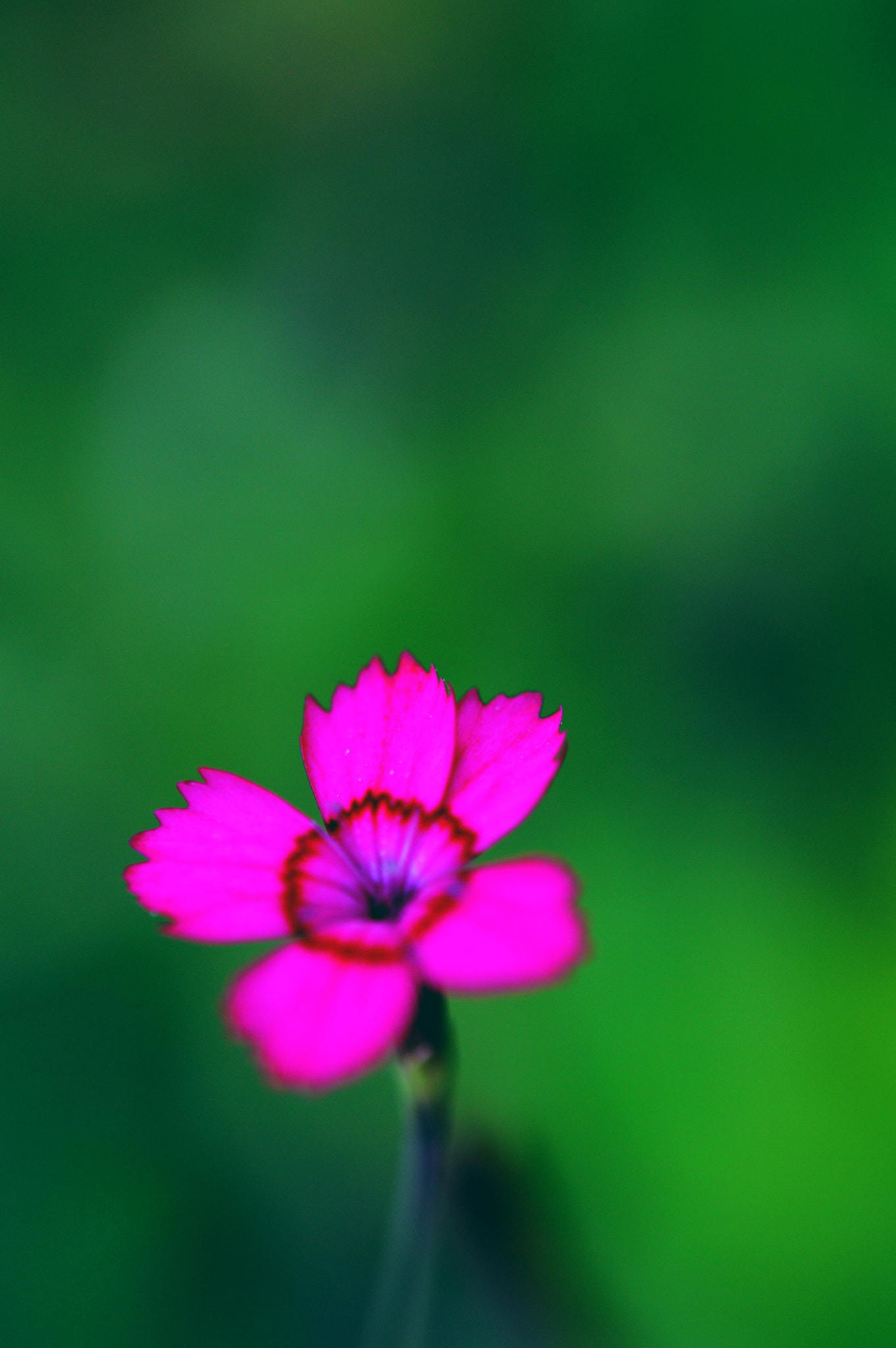 Nikon AF-S Micro-Nikkor 60mm F2.8G ED sample photo. Still red photography