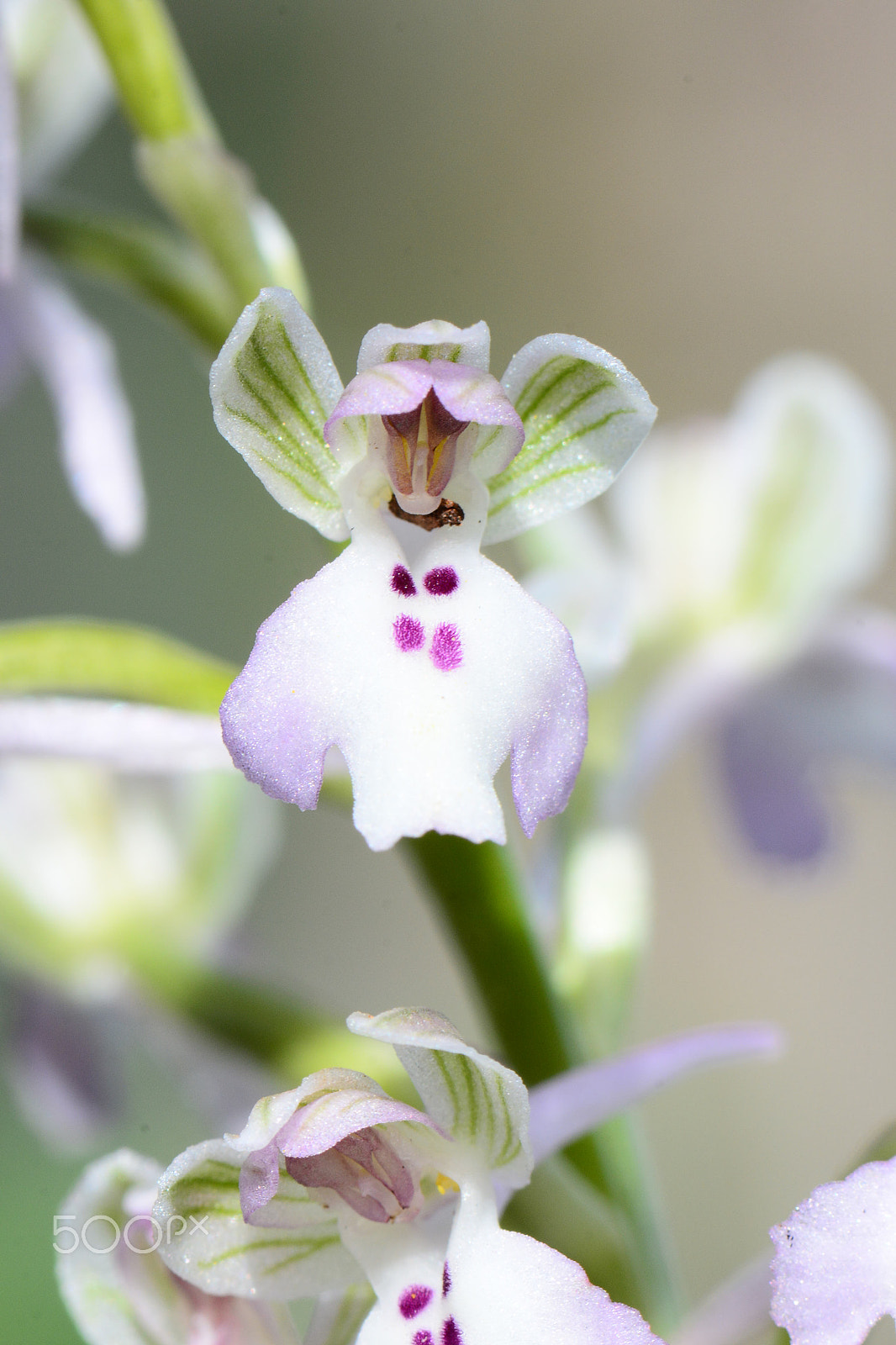 Nikon AF-S Micro-Nikkor 105mm F2.8G IF-ED VR sample photo