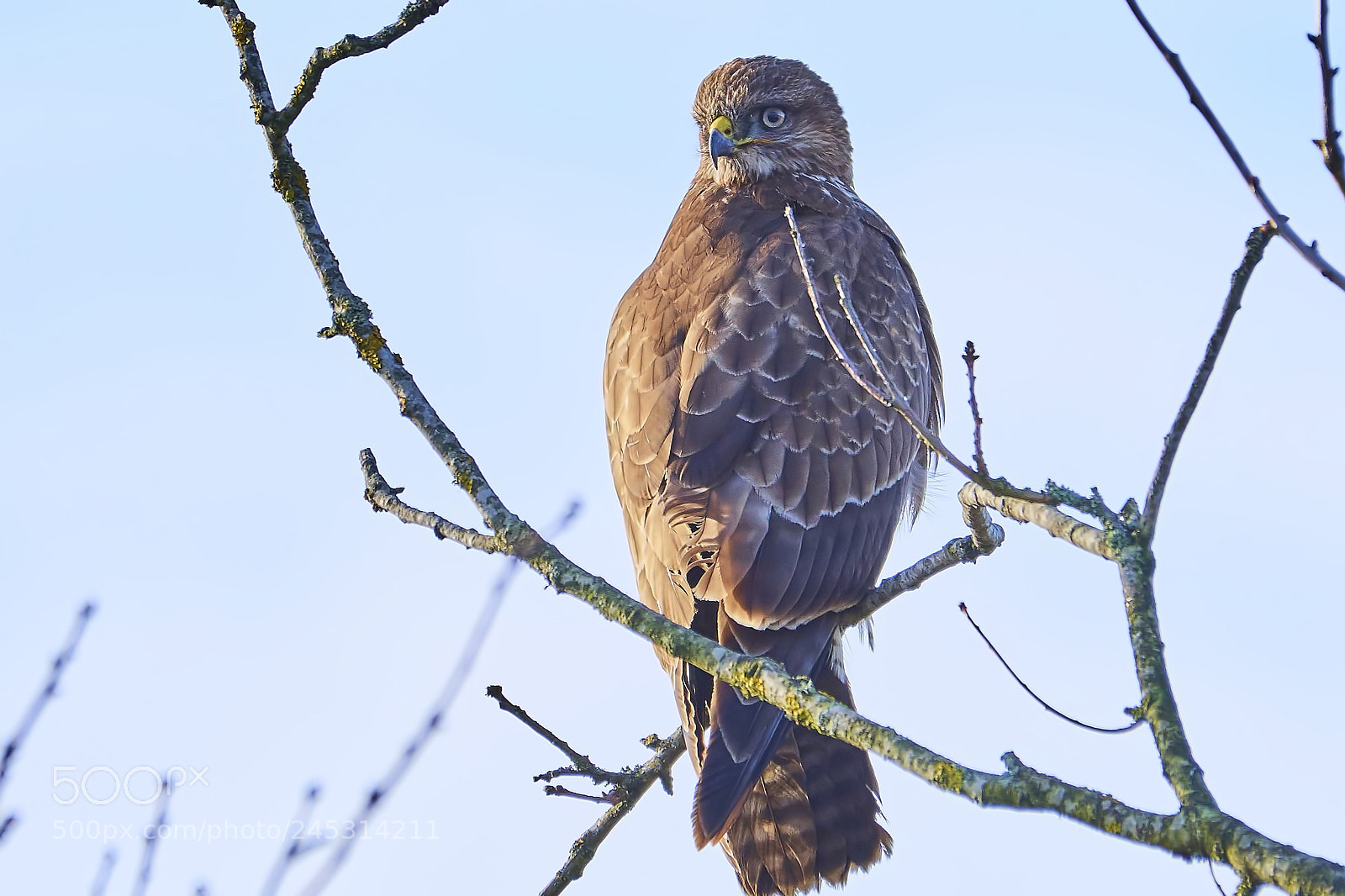 Nikon D500 sample photo. Buzzard outlook photography