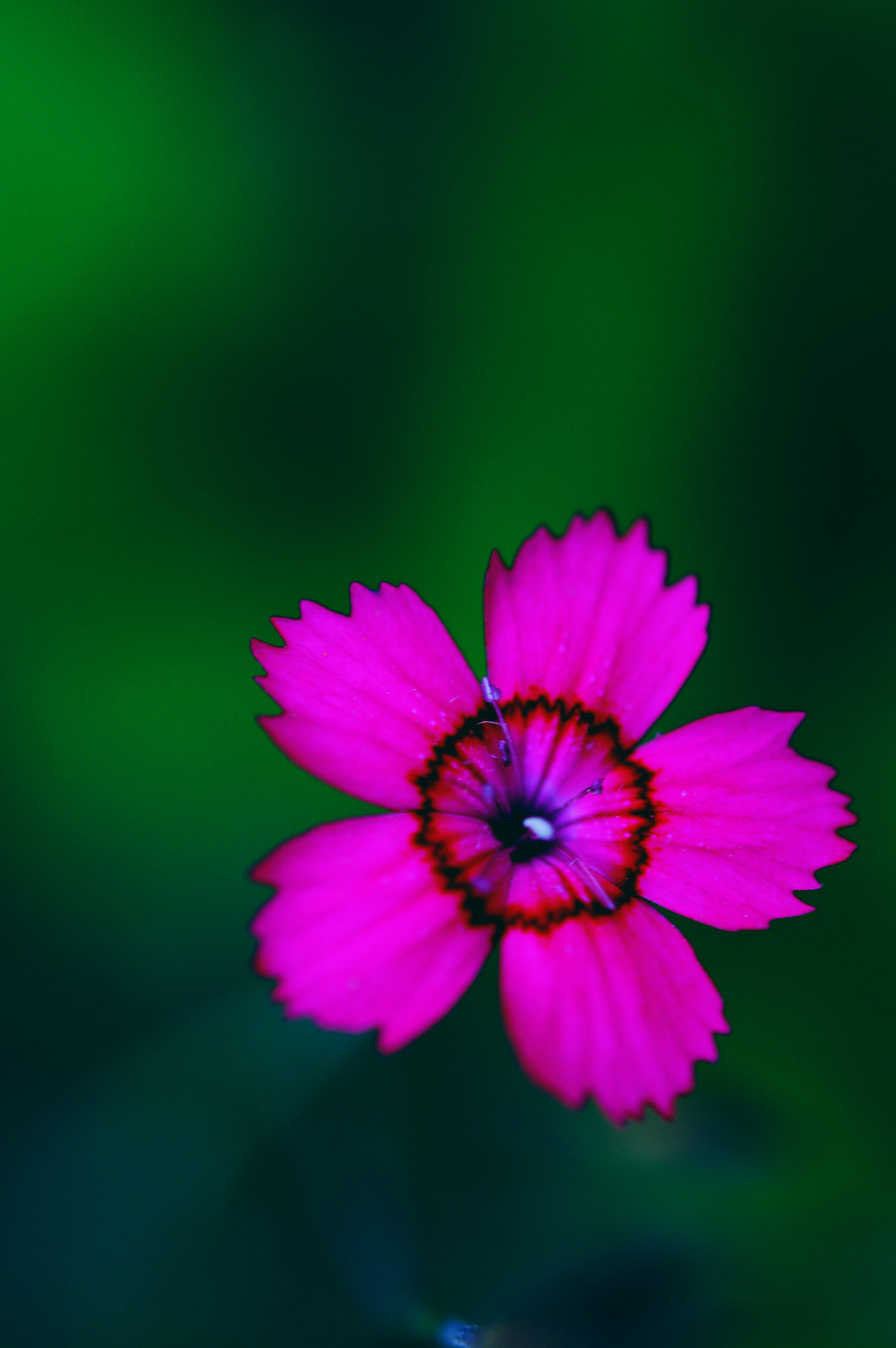 Nikon AF-S Micro-Nikkor 60mm F2.8G ED sample photo. Black and reddish photography