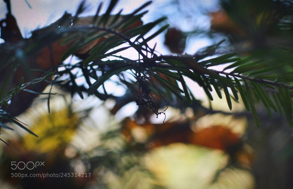Nikon D3200 + Nikon AF-S DX Nikkor 35mm F1.8G sample photo. *** photography