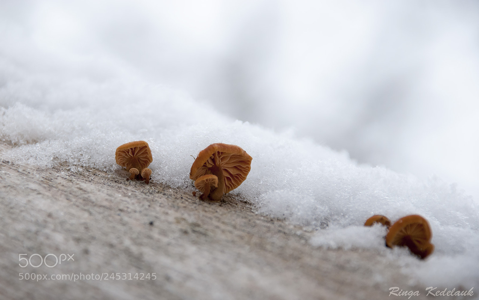 Nikon D80 sample photo. Frozen mushrooms (2) photography