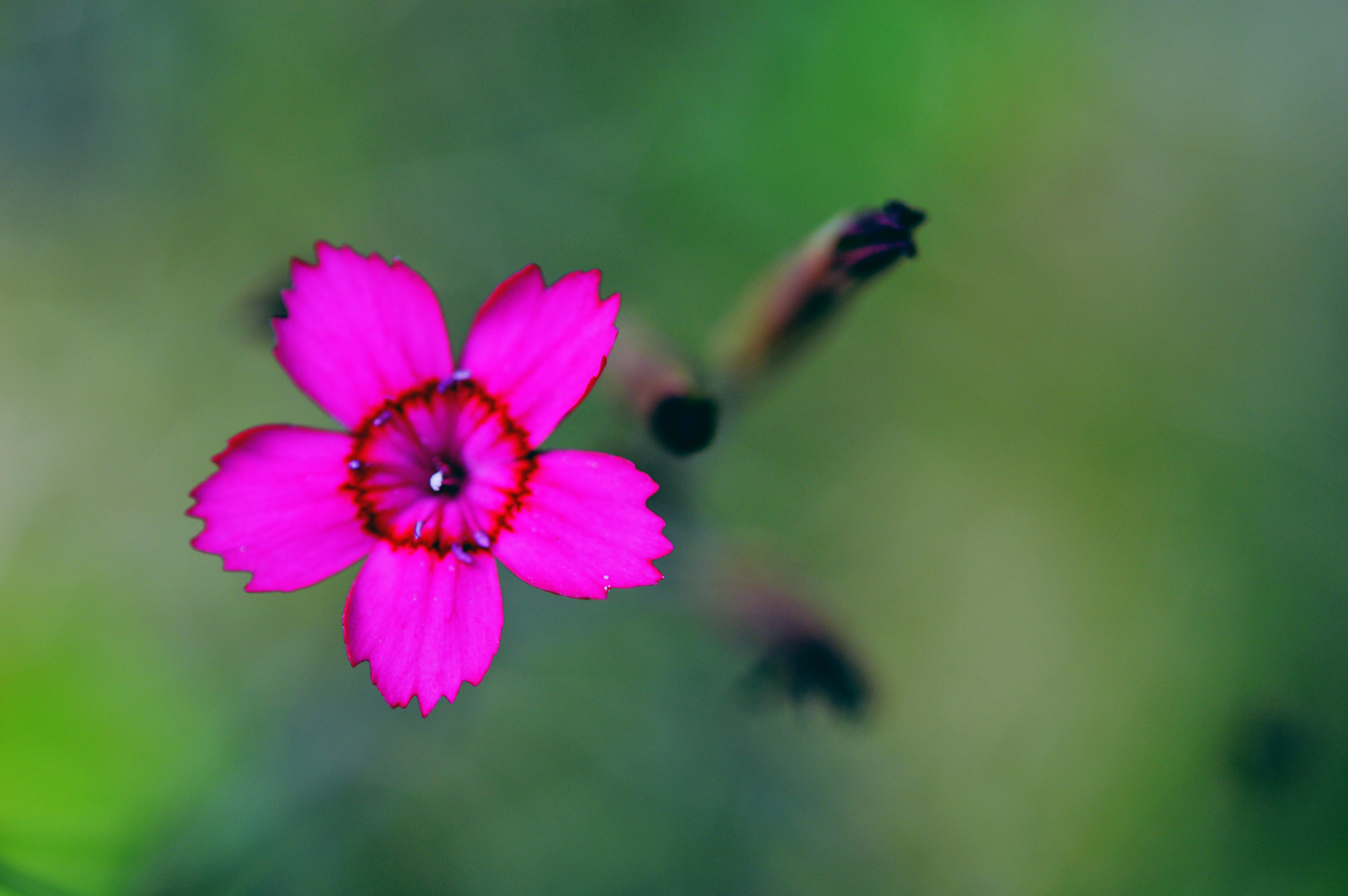 Nikon D3200 + Nikon AF-S Micro-Nikkor 60mm F2.8G ED sample photo. Lovely red photography