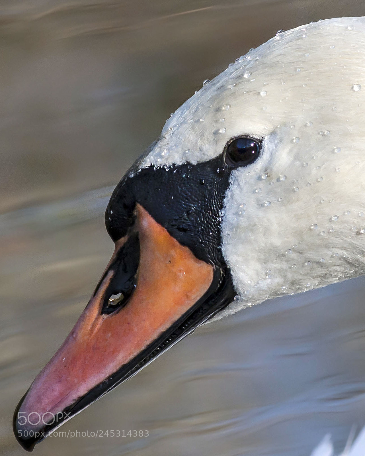 Canon EOS 40D sample photo. Swan look photography