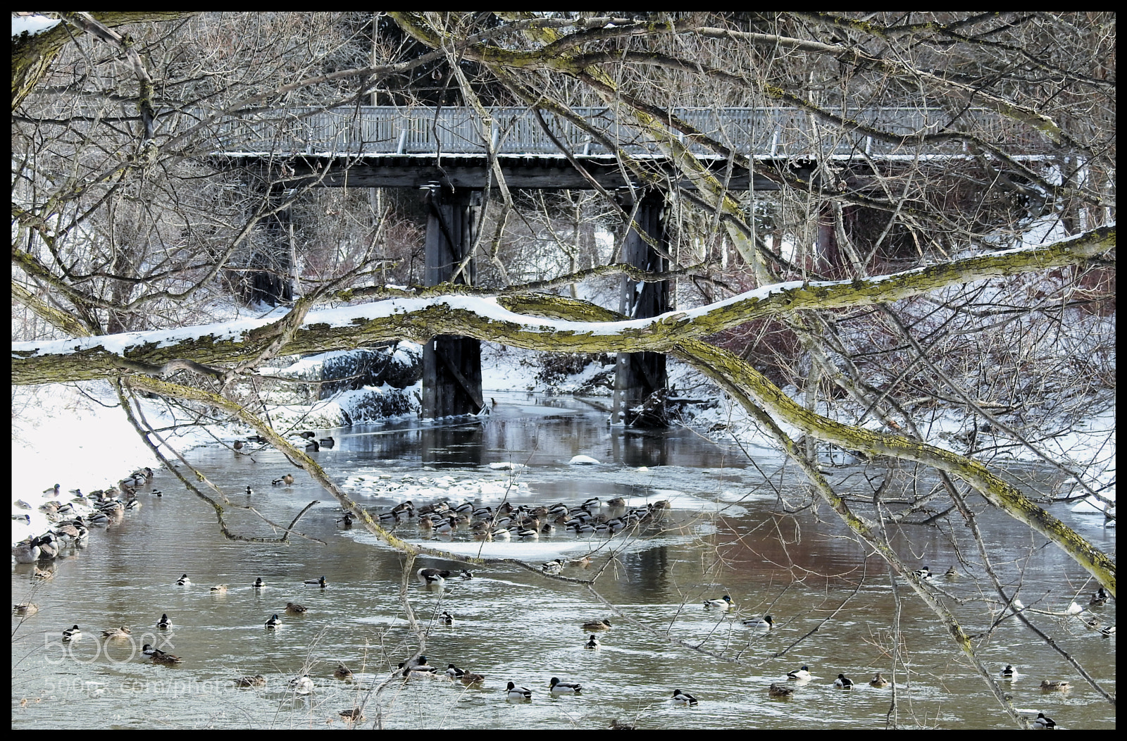 Nikon Coolpix P900 sample photo. Ducks galore photography