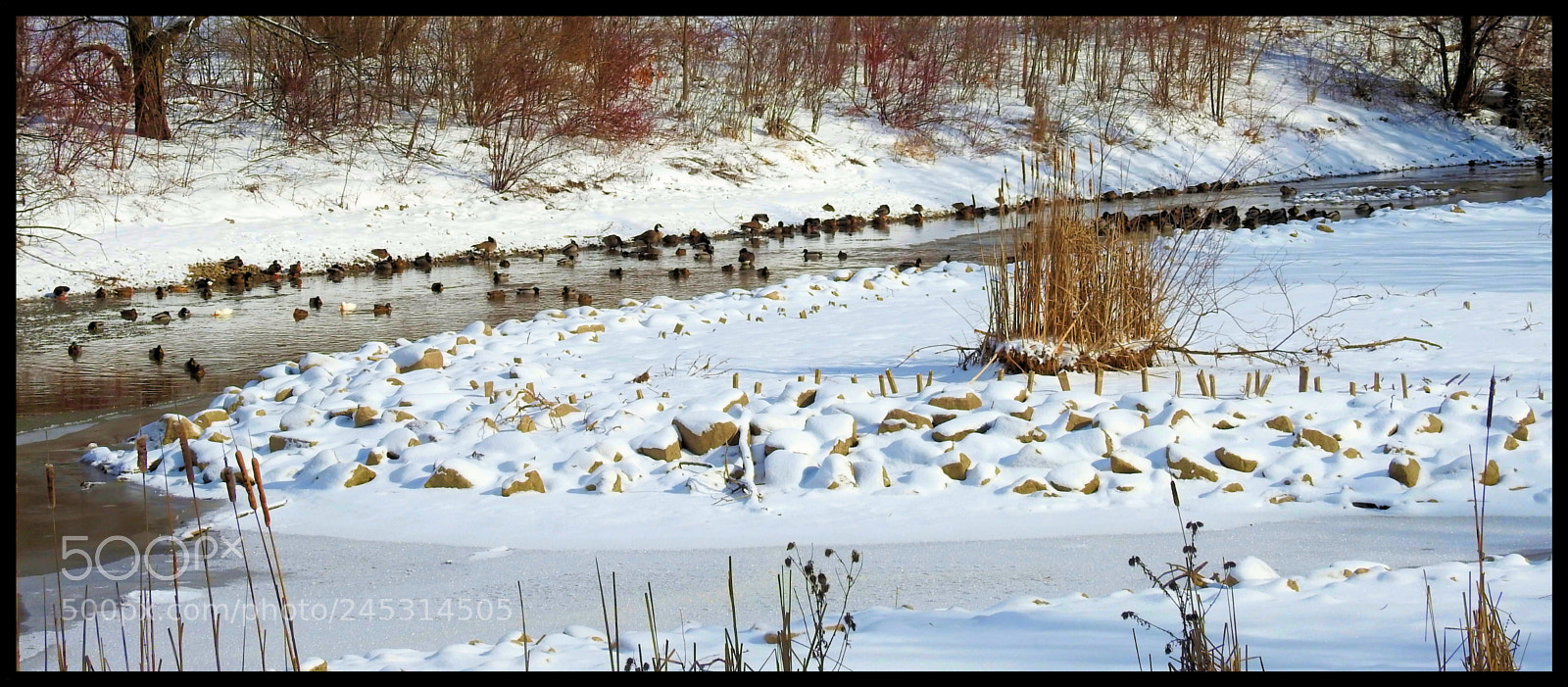 Nikon Coolpix P900 sample photo. Winter scene photography