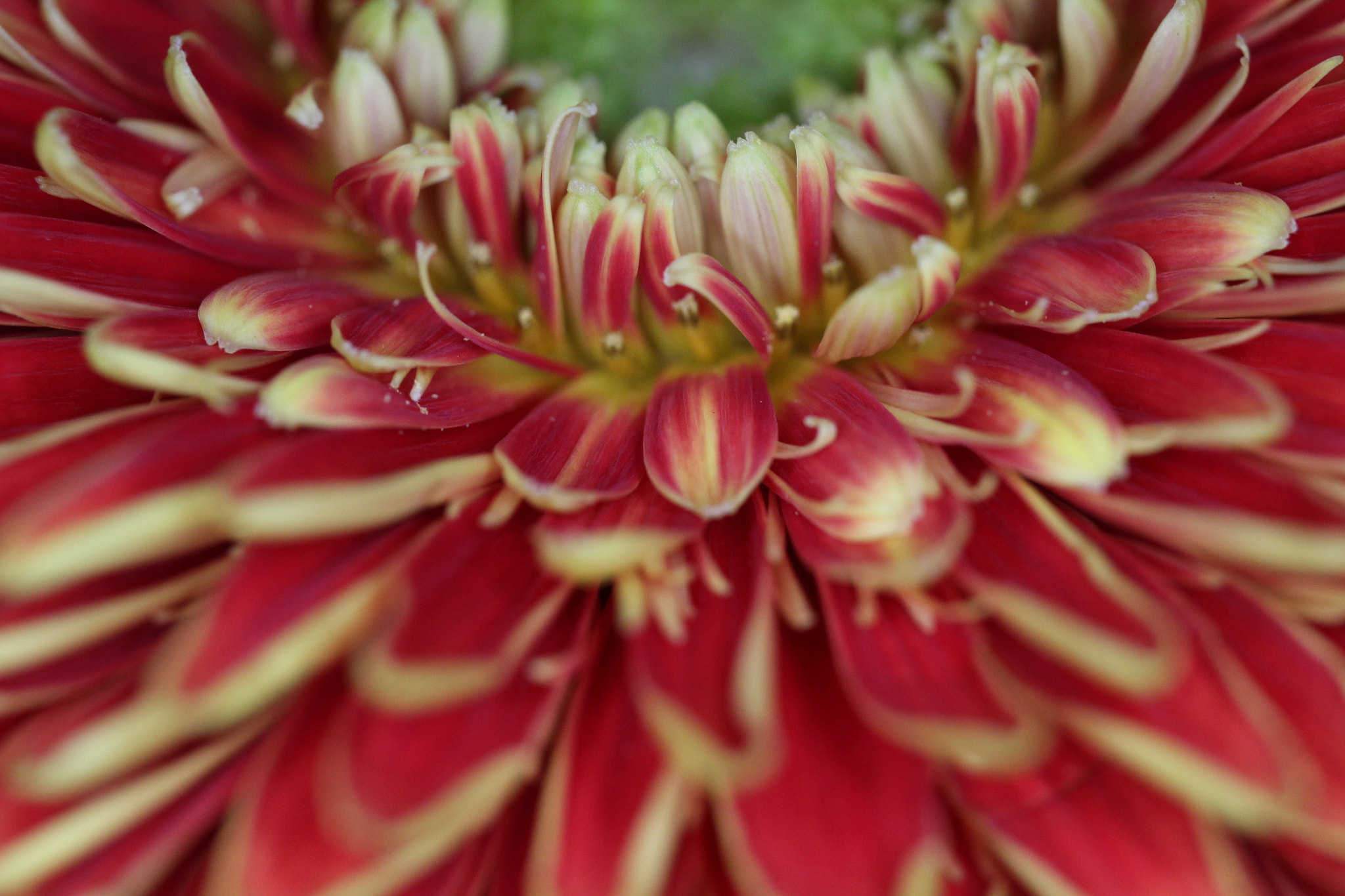 Canon EF-S 35mm F2.8 Macro IS STM sample photo. Gerbera photography