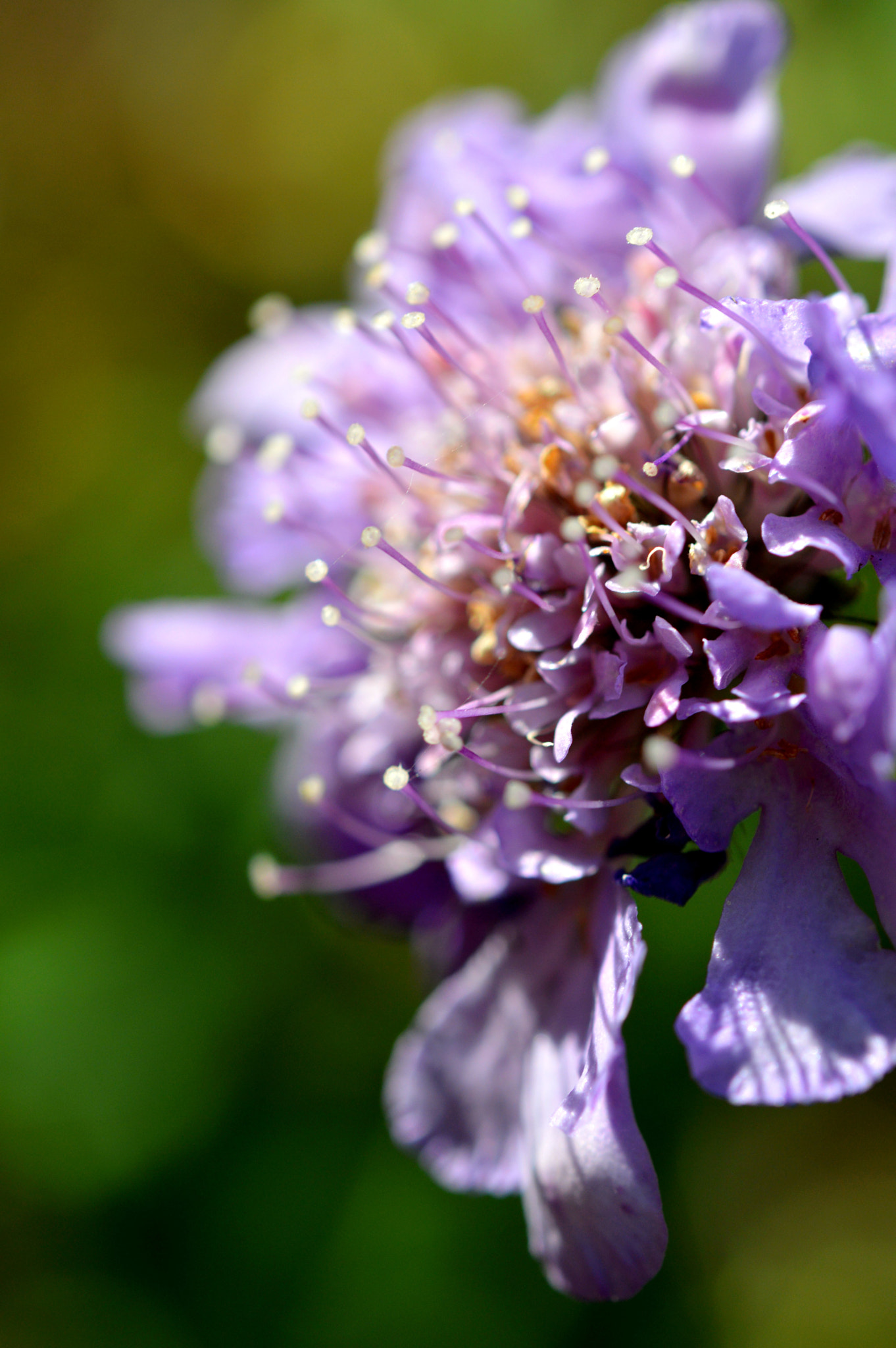 Nikon AF-S Micro-Nikkor 60mm F2.8G ED sample photo. Purple photography