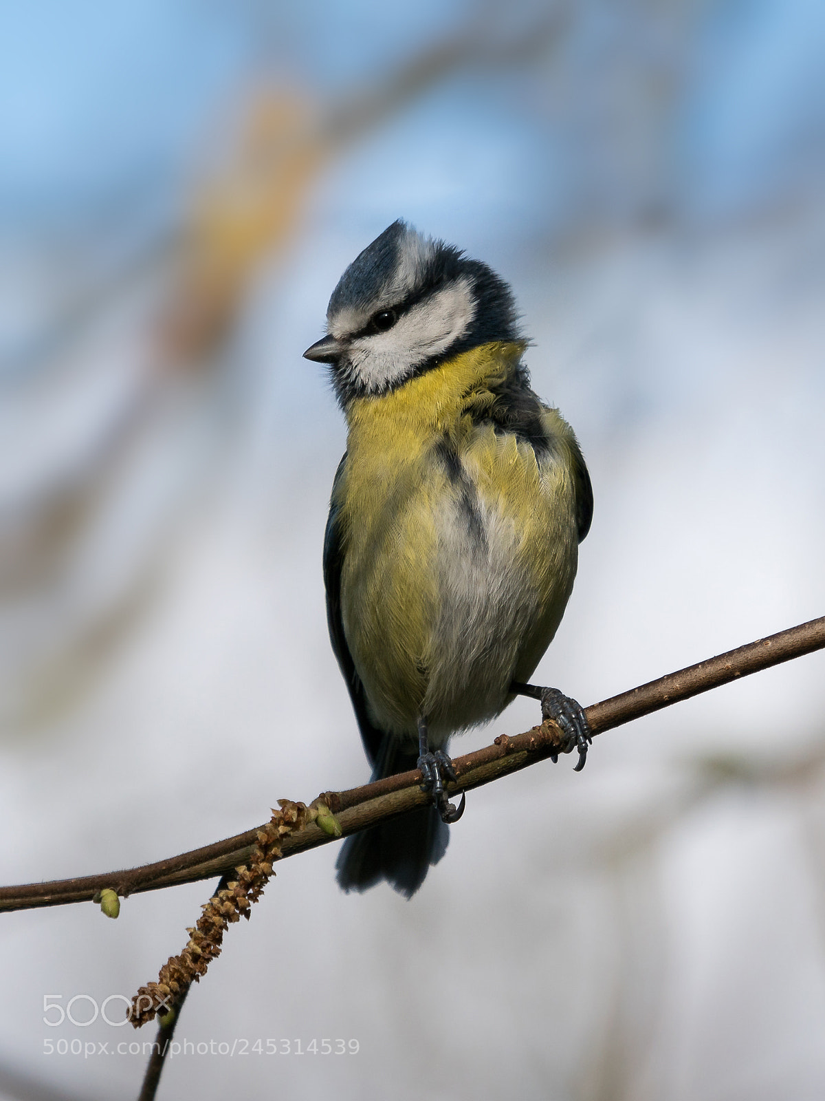 Sony a6300 sample photo. Mésange bleue photography