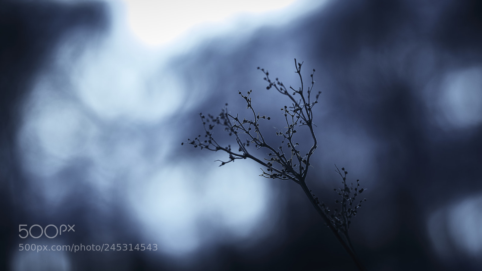 Nikon D800E sample photo. Winter silhouette photography