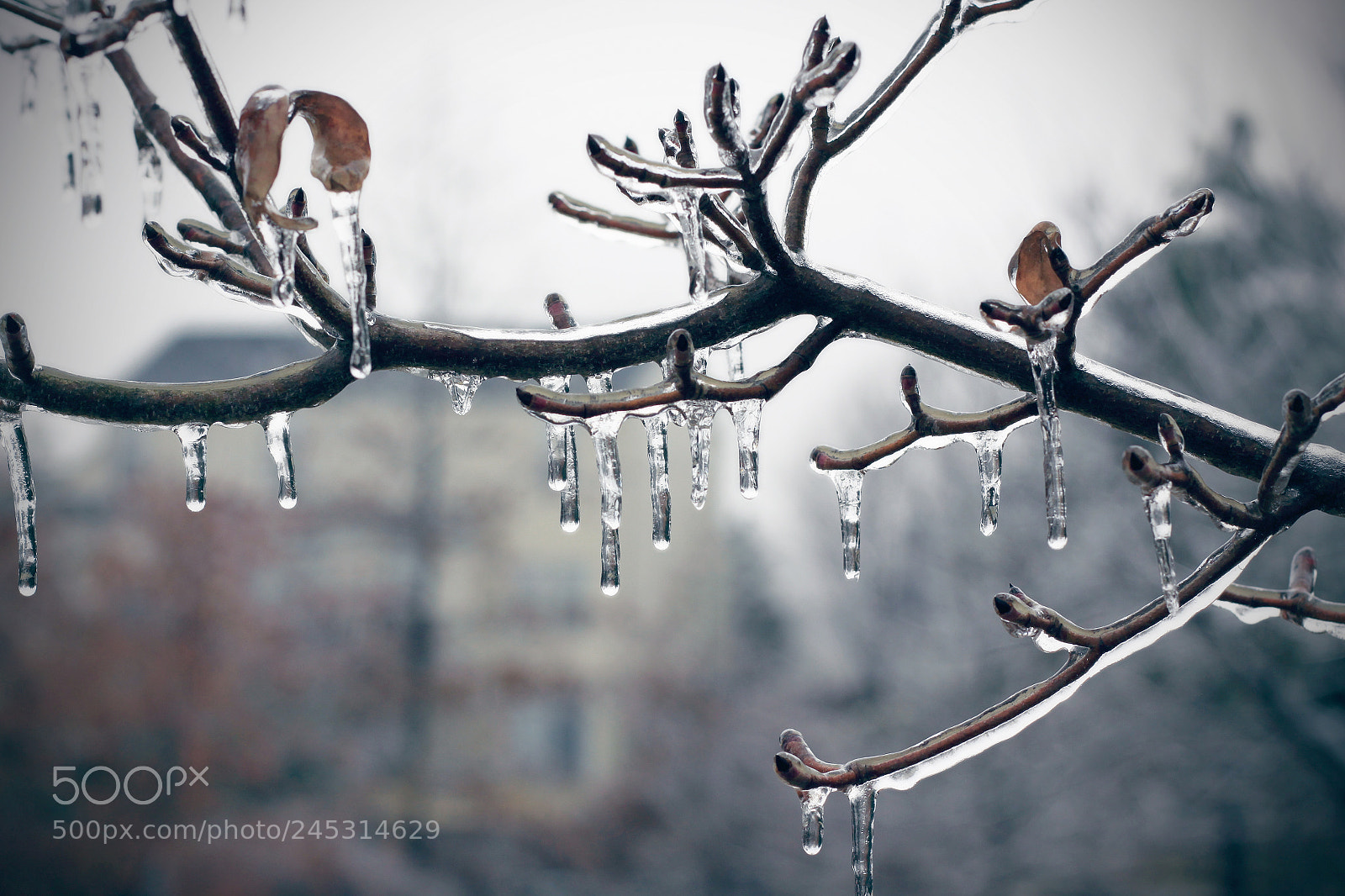 Canon EOS 50D sample photo. Icicles photography