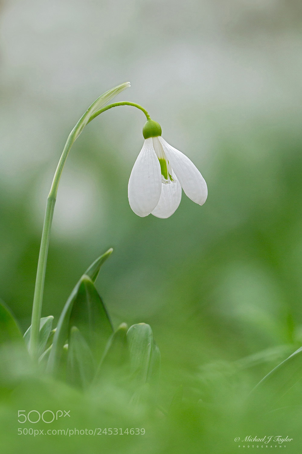 Panasonic Lumix DMC-G3 sample photo. Snowdrop... photography