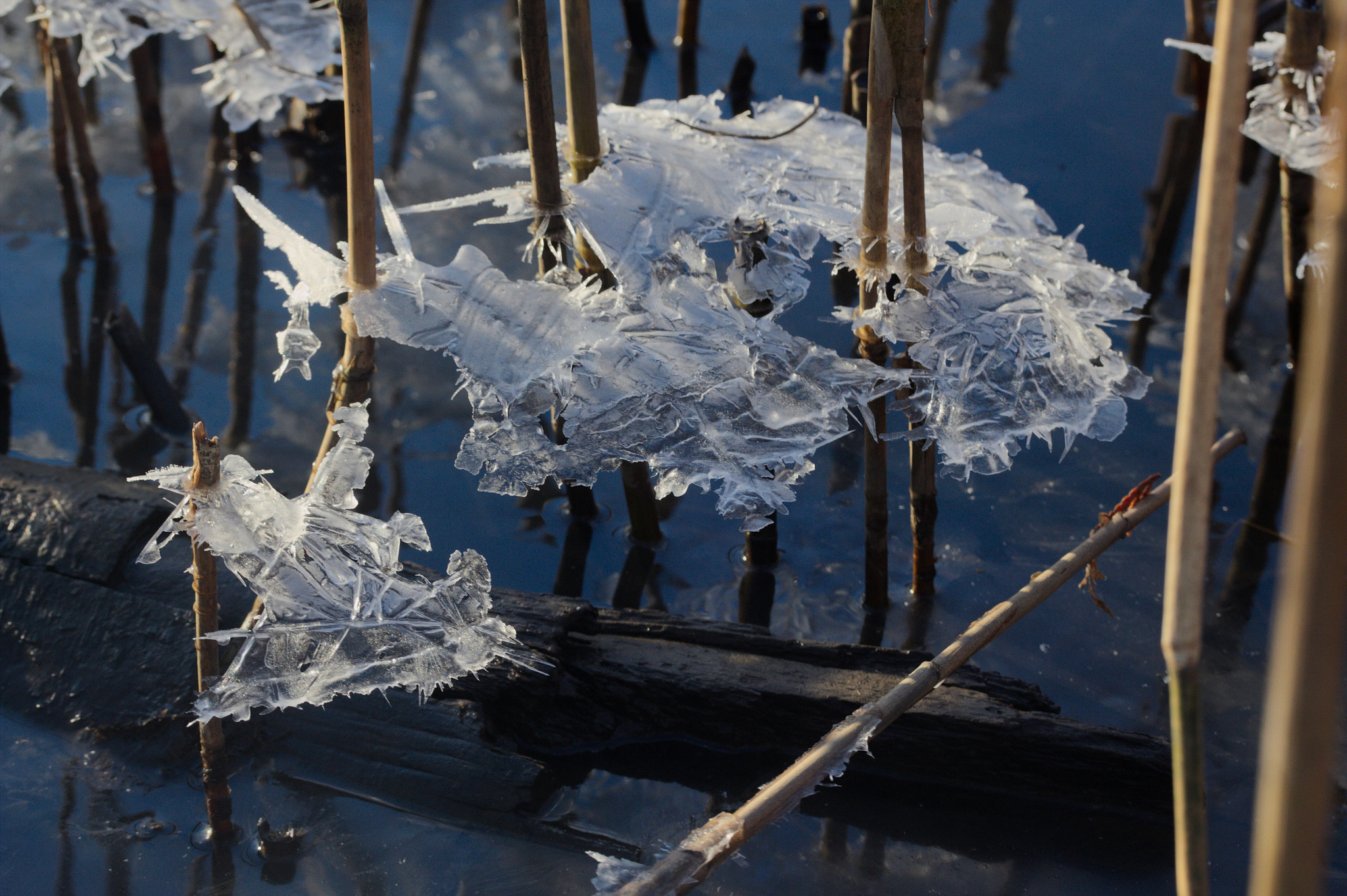 Canon EF-S 60mm F2.8 Macro USM sample photo. Reeds photography