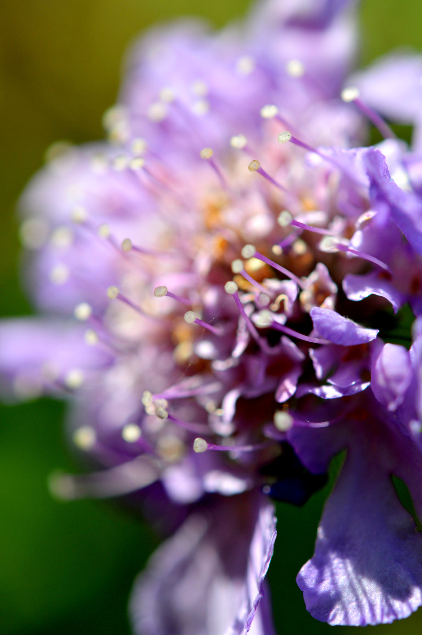 Nikon AF-S Micro-Nikkor 60mm F2.8G ED sample photo. A closer look at the purple photography