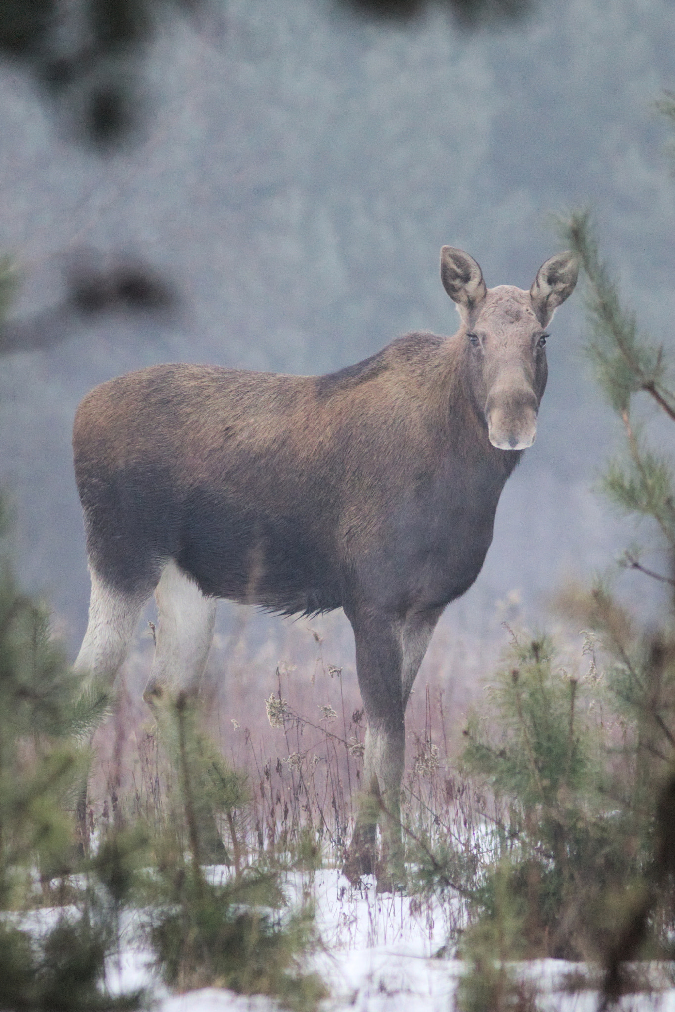 Canon EOS 70D + Canon EF 300mm F4L IS USM sample photo. Elk in the snow photography