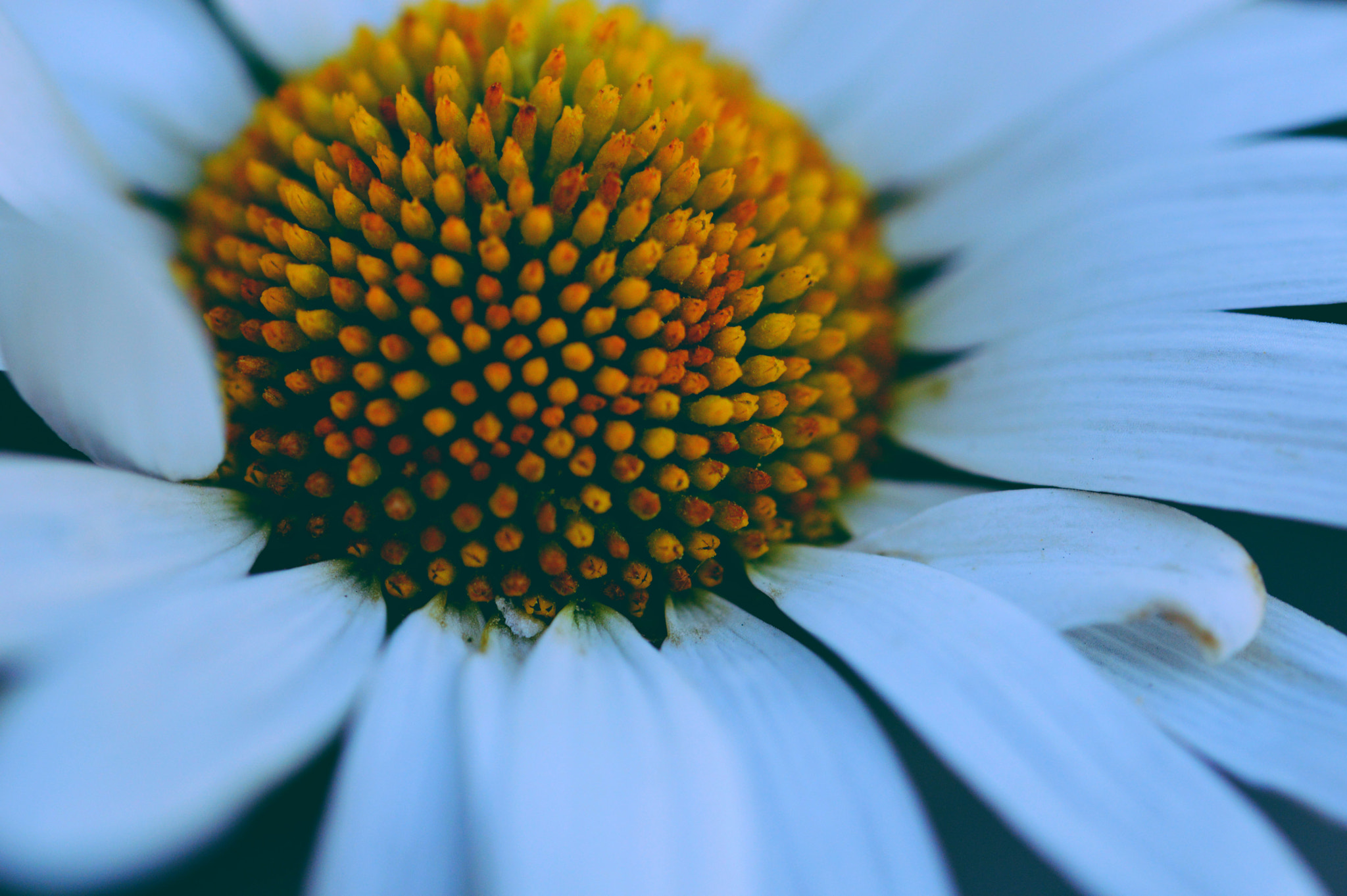 Nikon AF-S Micro-Nikkor 60mm F2.8G ED sample photo. Yellow photography